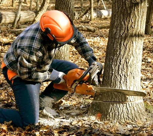 Tree Removal in Ayr, NE